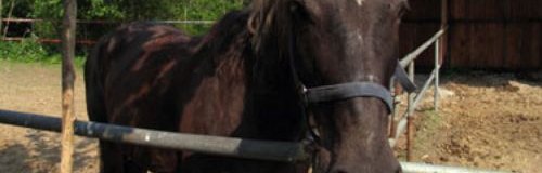 cavallo-lav.jpg