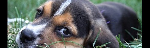 daily-puppy.jpg