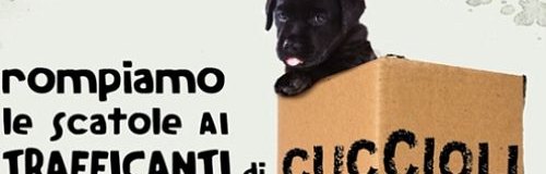 lav-banner-cuccioli-08.jpg