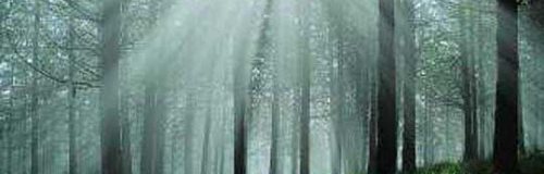 Il primo Festival dedicato all'ambiente: "Un Bosco per Kyoto"