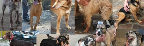 Adotta uno dei 50 cani sepolti vivi nella neve