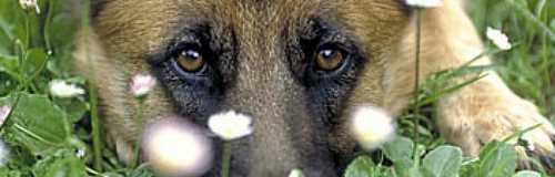 Un cane legato e trascinato dall'auto a San Cassiano Lecce