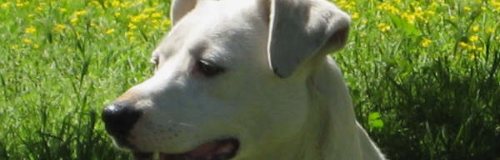 Napoli: aiutiamo i cani della città
