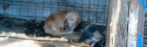 Le guardie zoofile Oipa di Roma in aiuto dei cani maltrattati