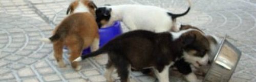 I randagi di Napoli: come i rifiuti