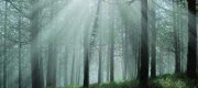 Il primo Festival dedicato all'ambiente: "Un Bosco per Kyoto"
