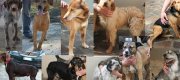 Adotta uno dei 50 cani sepolti vivi nella neve