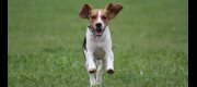 Fermiamo le deportazioni dei cani di Green Hill