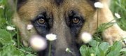 Un cane legato e trascinato dall'auto a San Cassiano Lecce