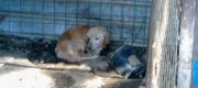 Le guardie zoofile Oipa di Roma in aiuto dei cani maltrattati