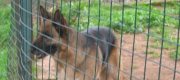 Adozione per un Pastore Tedesco femmina in Lombardia