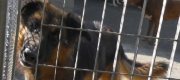 Un aiuto per salvare gli animali maltrattati a Casali Ussita