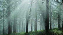Il primo Festival dedicato all'ambiente: "Un Bosco per Kyoto" Il primo Festival dedicato all'ambiente: "Un Bosco per Kyoto"