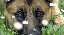 Un cane legato e trascinato dall'auto a San Cassiano Lecce